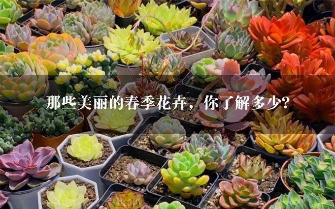 那些美丽的春季花卉，你了解多少？