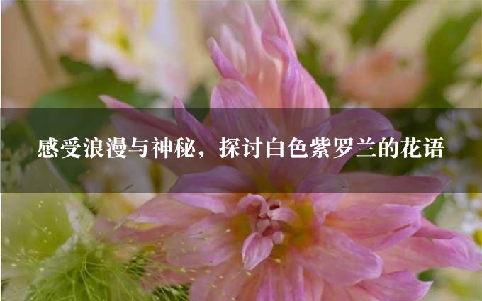 感受浪漫与神秘，探讨白色紫罗兰的花语