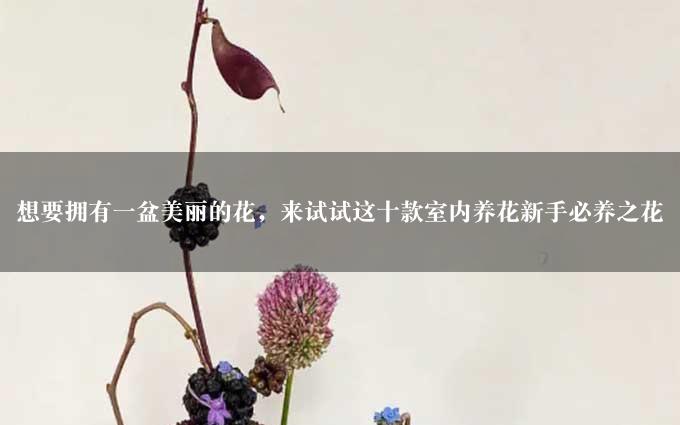 想要拥有一盆美丽的花，来试试这十款室内养花新手必养之花