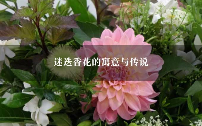 迷迭香花的寓意与传说