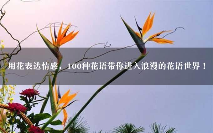 用花表达情感，100种花语带你进入浪漫的花语世界！