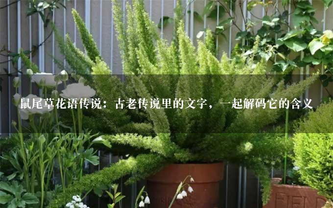 鼠尾草花语传说：古老传说里的文字，一起解码它的含义