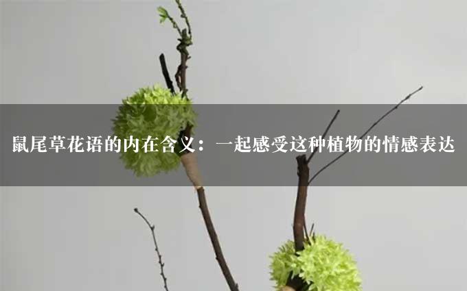 鼠尾草花语的内在含义：一起感受这种植物的情感表达