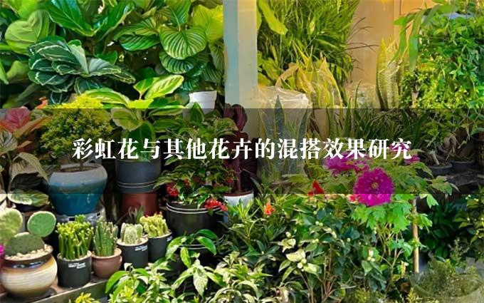 彩虹花与其他花卉的混搭效果研究