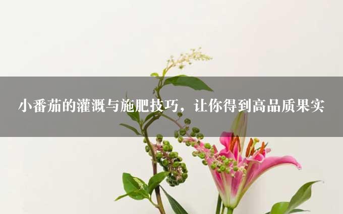 小番茄的灌溉与施肥技巧，让你得到高品质果实