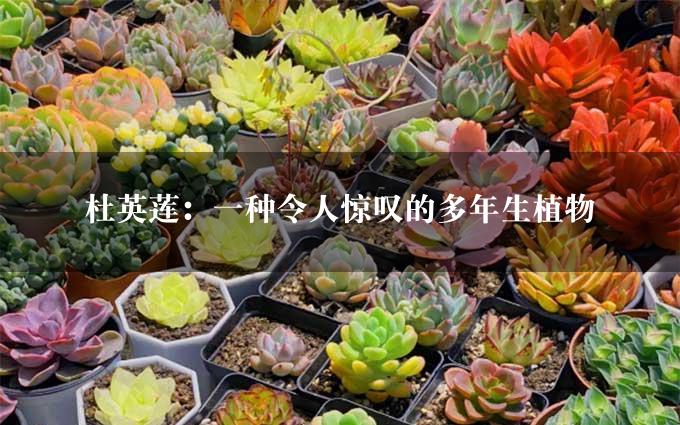 杜英莲：一种令人惊叹的多年生植物