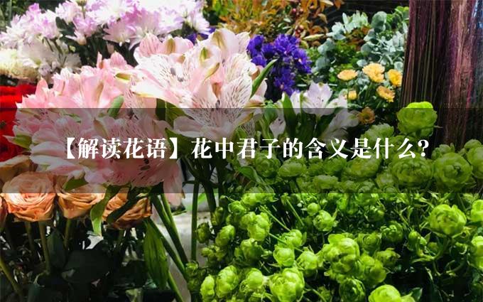 【解读花语】花中君子的含义是什么？