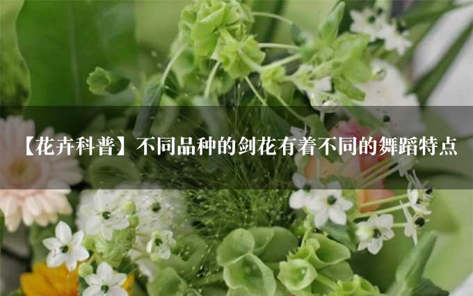 【花卉科普】不同品种的剑花有着不同的舞蹈特点