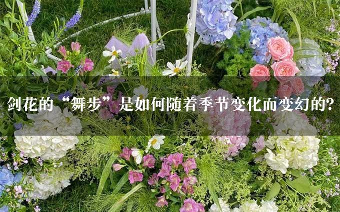 剑花的“舞步”是如何随着季节变化而变幻的？