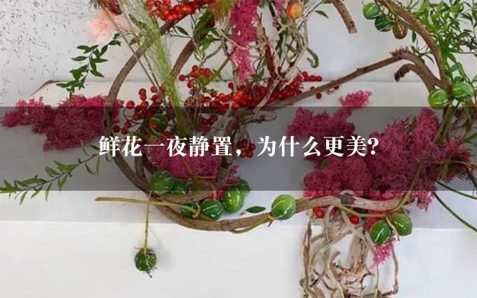 鲜花一夜静置，为什么更美？