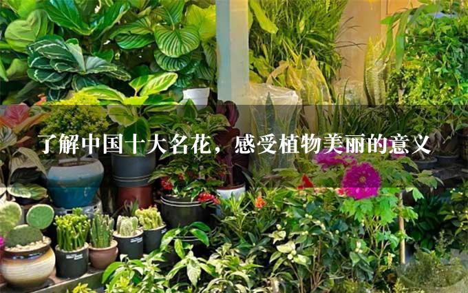 了解中国十大名花，感受植物美丽的意义