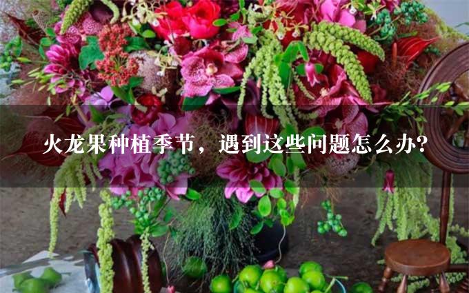 火龙果种植季节，遇到这些问题怎么办？