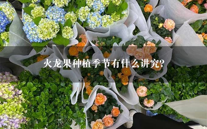 火龙果种植季节有什么讲究？