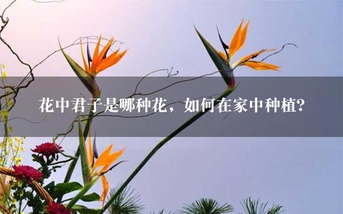 花中君子是哪种花，如何在家中种植？