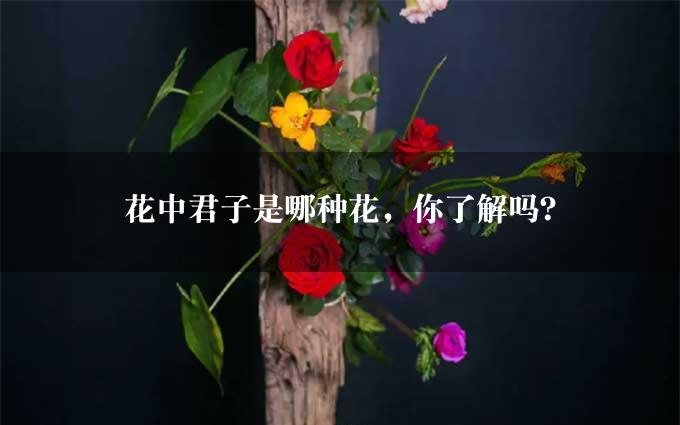 花中君子是哪种花，你了解吗？