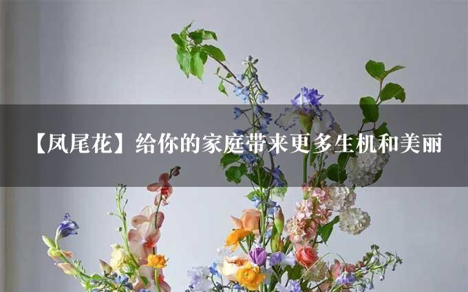 【凤尾花】给你的家庭带来更多生机和美丽