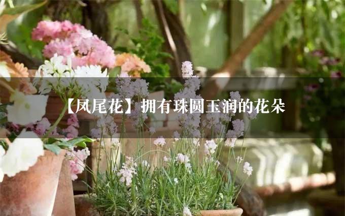 【凤尾花】拥有珠圆玉润的花朵