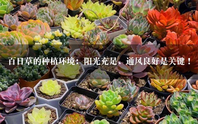 百日草的种植环境：阳光充足、通风良好是关键！