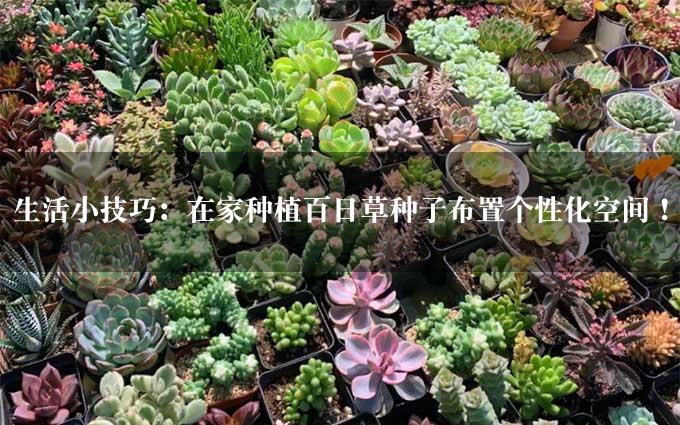 生活小技巧：在家种植百日草种子布置个性化空间！