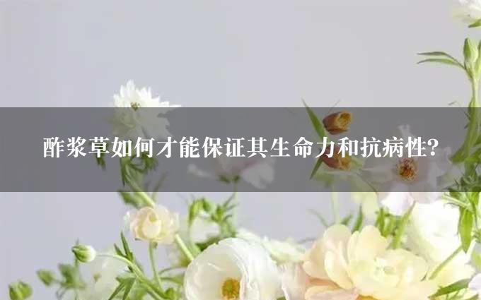 酢浆草如何才能保证其生命力和抗病性？