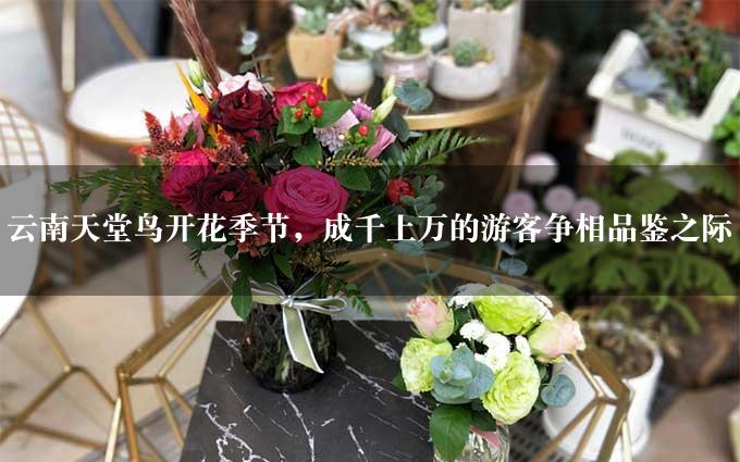 云南天堂鸟开花季节，成千上万的游客争相品鉴之际