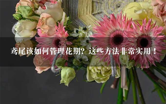 鸢尾该如何管理花期？这些方法非常实用！