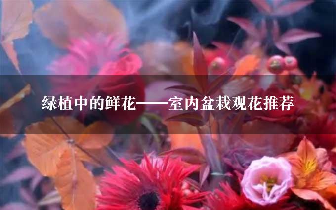 绿植中的鲜花——室内盆栽观花推荐