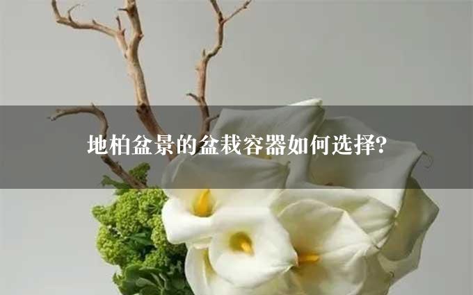 地柏盆景的盆栽容器如何选择？