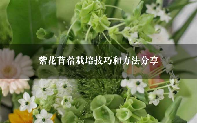 紫花苜蓿栽培技巧和方法分享