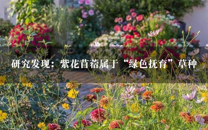 研究发现：紫花苜蓿属于“绿色抚育”草种