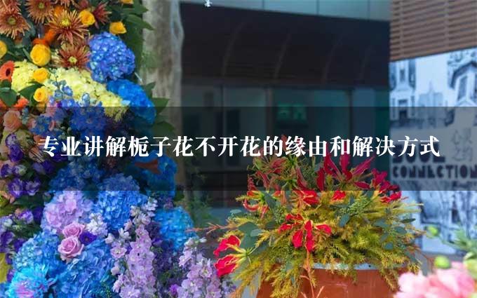 专业讲解栀子花不开花的缘由和解决方式