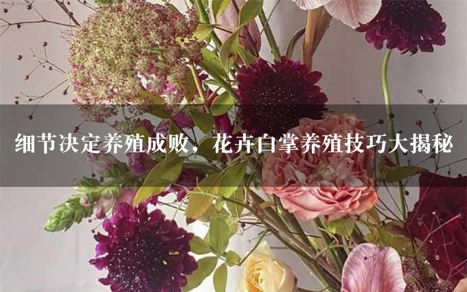 细节决定养殖成败，花卉白掌养殖技巧大揭秘