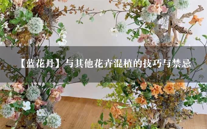 【蓝花丹】与其他花卉混植的技巧与禁忌