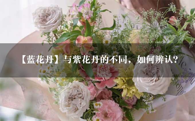 【蓝花丹】与紫花丹的不同，如何辨认？