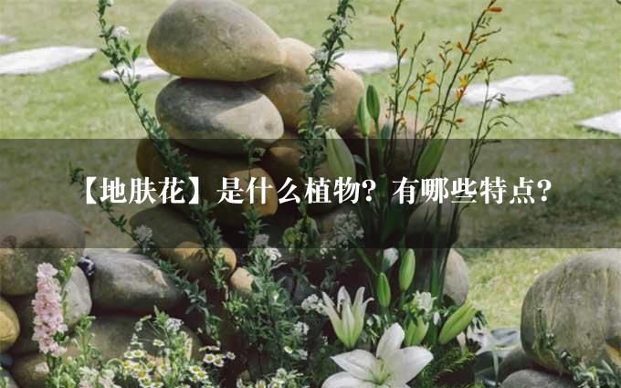 【地肤花】是什么植物？有哪些特点？