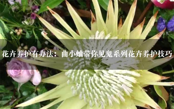 花卉养护有办法：曲小蛐带你见鬼系列花卉养护技巧