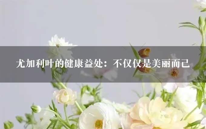 尤加利叶的健康益处：不仅仅是美丽而已