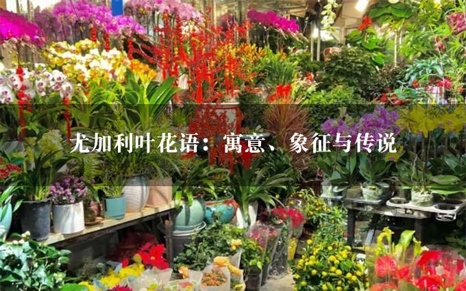 尤加利叶花语：寓意、象征与传说