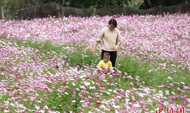 广西柳州美丽的格桑花田图6