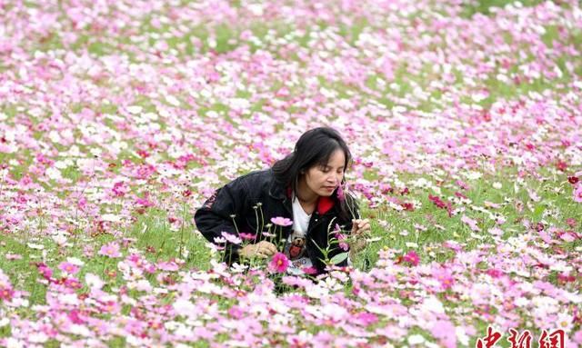 广西柳州美丽的格桑花田图9