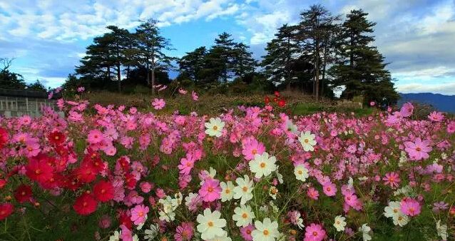 波斯菊的花语(波斯菊的寓意和象征)图9