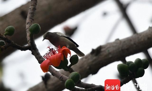 春天木棉花开出蔓延的浓烈橘红，为春天留个纪念图11