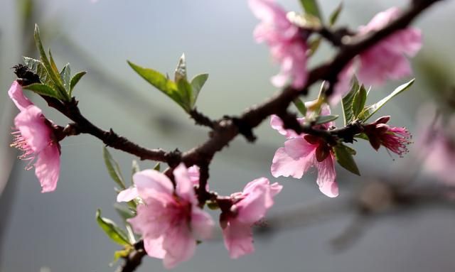 三生三世酿桃花,灼灼桃花十里香,佳酿一壶醉春光！图6