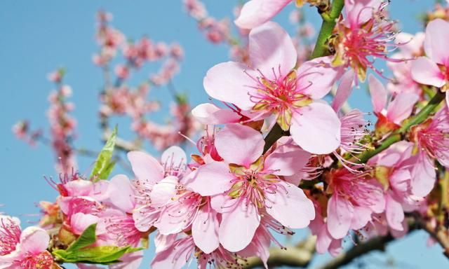 三生三世酿桃花,灼灼桃花十里香,佳酿一壶醉春光！图12