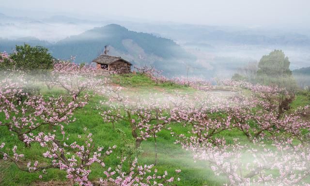 三生三世酿桃花,灼灼桃花十里香,佳酿一壶醉春光！图29