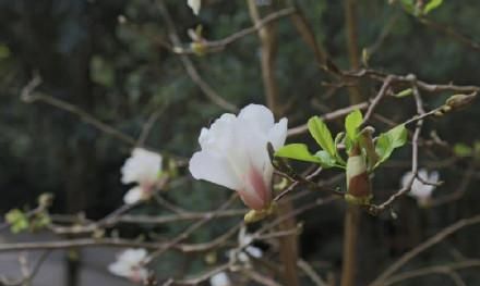 典雅高贵的玉兰花介绍,“玉兰花什么时候开花”图10