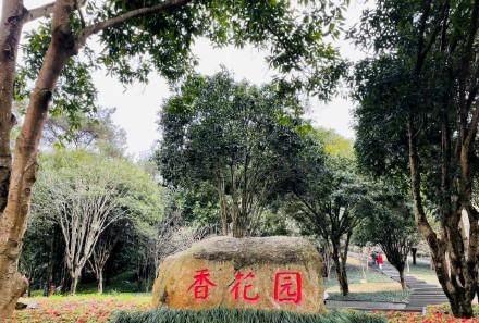 典雅高贵的玉兰花介绍,“玉兰花什么时候开花”图13