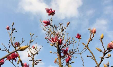 典雅高贵的玉兰花介绍,“玉兰花什么时候开花”图16