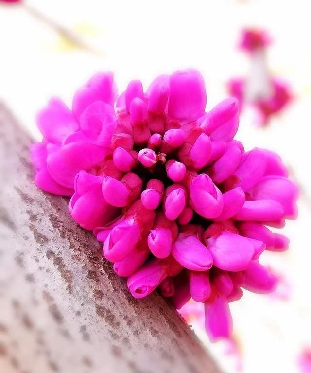 豆科紫荆花与苏木科紫金花的区别？图5