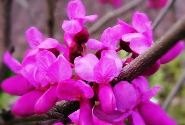 豆科紫荆花与苏木科紫金花的区别？图8